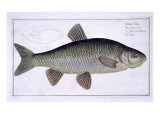 Chub Giclee Print by Andreas-ludwig Kruger