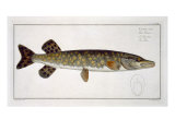 Pike Giclee Print by Andreas-ludwig Kruger