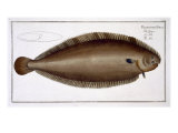 Dover Sole Giclee Print by Andreas-ludwig Kruger