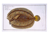 The Argus Flounder Giclee Print by Andreas-ludwig Kruger