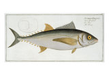 Tuna Giclee Print by Andreas-ludwig Kruger