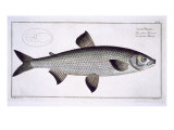 Salmon Giclee Print by Andreas-ludwig Kruger