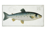 Salmon Giclee Print by Andreas-ludwig Kruger