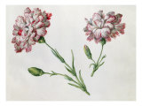 Œillets reproduction procédé giclée par Claude Aubriet