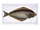Halibut Giclee Print by Andreas-ludwig Kruger