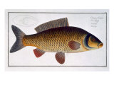 Carp Giclee Print by Andreas-ludwig Kruger