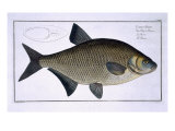 Bream Giclee Print by Andreas-ludwig Kruger