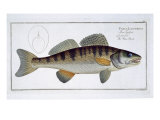 Pike-Perch Giclee Print by Andreas-ludwig Kruger