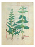 Urticaceae Giclee Print by Robinet Testard