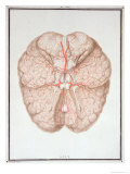 The Brain, from Traite D'Anatomie de Cerveau, by Felix Vicq D'Azyr Giclee-trykk av Alexandre Briceau