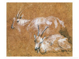 Study of Goats Giclee Print by Thomas Gainsborough