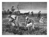The Goober-Gatherers', 1890 Giclee Print by Horace Bradley