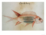 Squirrel Fish or Soldier Fish Reproduction procédé giclée par John White