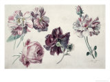 Roses Giclee Print by Sir Lawrence Alma-Tadema