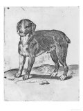 Chien reproduction procédé giclée par Agostino Carracci