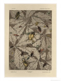 Beetles, Plate 38, Fantaisies Decoratives, Librairie de L'Art, Paris, 1887 reproduction procédé giclée par Jules Auguste Habert-dys