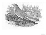 The Nightingale Giclee-trykk av Thomas Bewick The Nightingale Giclee-trykk av Thomas Bewick