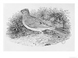 The Skylark Giclee-trykk av Thomas Bewick The Skylark Giclee-trykk av Thomas Bewick