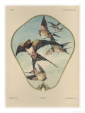 Fan, Plate 30, Fantaisies Decoratives, Librairie de l'Art, Paris, 1887 reproduction procédé giclée par Jules Auguste Habert-dys