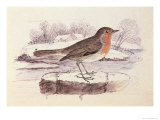 Redbreast Giclee Print by Thomas Bewick