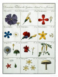 Second Table of the Linnean Plant Sexual System Giclee Print by Carl Linnaeus