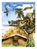 Counting the Years. Long-Lived Animals Giclee Print by Susan Neale