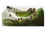 Let's Go Fish-Watching: The Pike Giclee Print by Keith Linsell