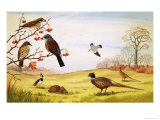 Unidentified Countryside Birds Montage Including Pheasant Giclee Print by John Rignall
