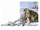 Nature's Kingdom: Hunter of the Highlands - the Wildcat Giclee Print by Susan Cartwright