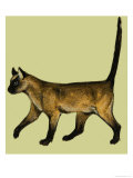 Cat Giclee Print