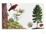 The Pine Tree and Its Inhabitants Giclee Print by John Rignall
