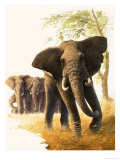 Bull Elephant Guarding Female Elephants and Young Giclee Print by Bob Hersey