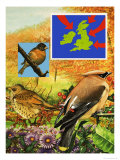 The Brambling, Speckled Fieldfare and Waxwing, Winter Immigrants Giclee-trykk av Janet Blakeley The Brambling, Speckled Fieldfare and Waxwing, Winter Immigrants Giclee-trykk av Janet Blakeley
