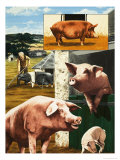 Nature's Kingdom: Clean as a Pig Giclee Print by Janet Blakeley