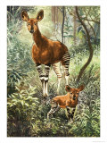 Okapis of the Congo Giclee Print