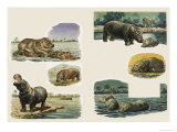 Peeps Into Nature: The Hippopotamus Giclee Print by Eric Tansley