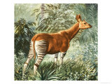 Okapi Giclee Print