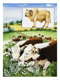 Nature's Kingdom: Food For Thought Giclee Print by Susan Neale