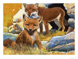 Wind from the North: Facts About Foxes reproduction procédé giclée par G. W Backhouse