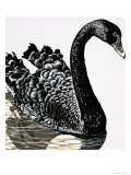 Black Swan Giclee Print