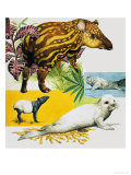 The Malayan Tapir and Atlantic Grey Seal Giclee Print by Eric Tansley