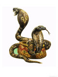 King Cobras reproduction procédé giclée par George R. Radcliffe