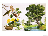 The Alder Tree and What You Might Find Around It Giclée-Druck von John Rignall