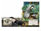Moles and Badgers Giclee Print by E. Smart