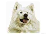 Keeshond Giclee Print