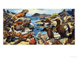 Unidentified Lizards, Birds, Crabs and Creatures on a Rocky Shoreline reproduction procédé giclée par G. W Backhouse