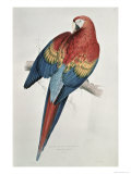 Red and Yellow Macaw Lámina giclée por Edward Lear Red and Yellow Macaw Lámina giclée por Edward Lear