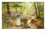 The Bluebell Glade Reproduction procédé giclée par Ernest Walbourn