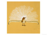 Lyre Bird Giclee Print