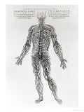 Sistema nervoso Impressão giclée por Andreas Vesalius Sistema nervoso Impressão giclée por Andreas Vesalius